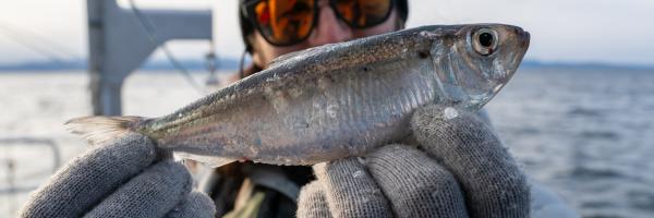Alewife aboard the Marcelle Melosira by University of Vermont